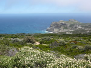 Cape Floristic