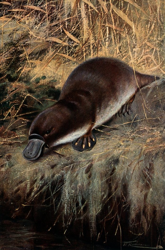 platypus-on-brink-of-extinction-conservation-articles-blogs-cj