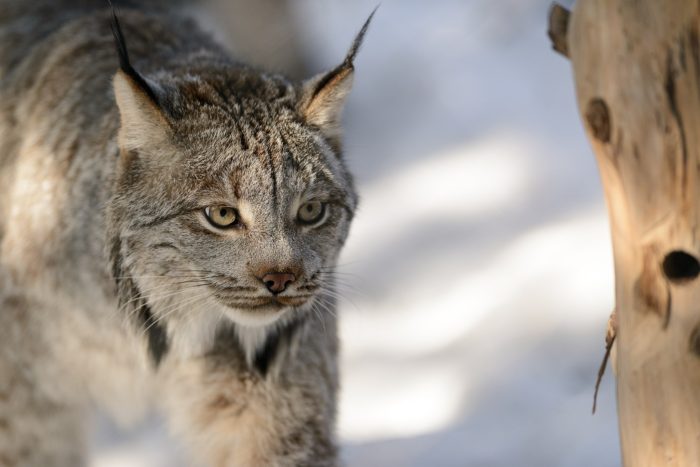 Canada Lynx Losing Ground - Conservation Articles & Blogs - CJ