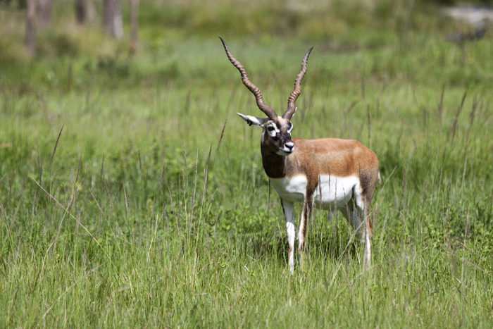 Blackbuck Antelope