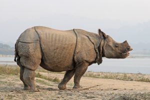 Rhinoceros Unicornis