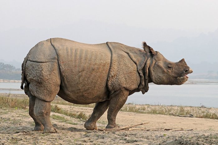 Rhinoceros Unicornis