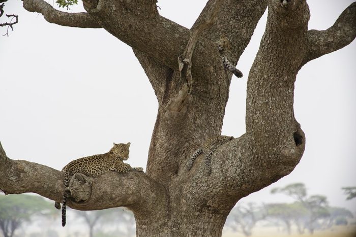 Serengeti Leopard