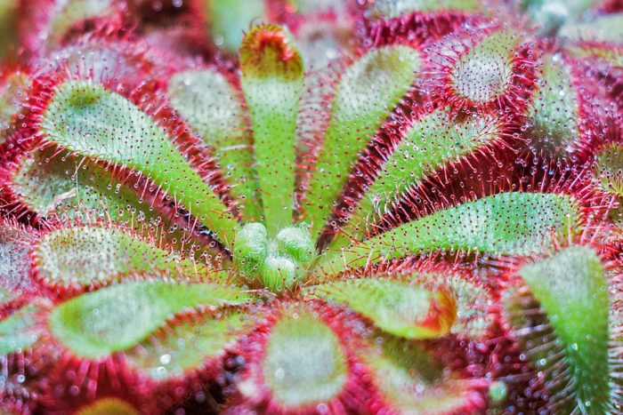 Drosera Capensis