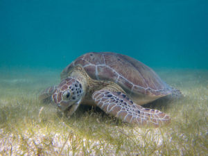 Sea Turtle Grazing Seagrass