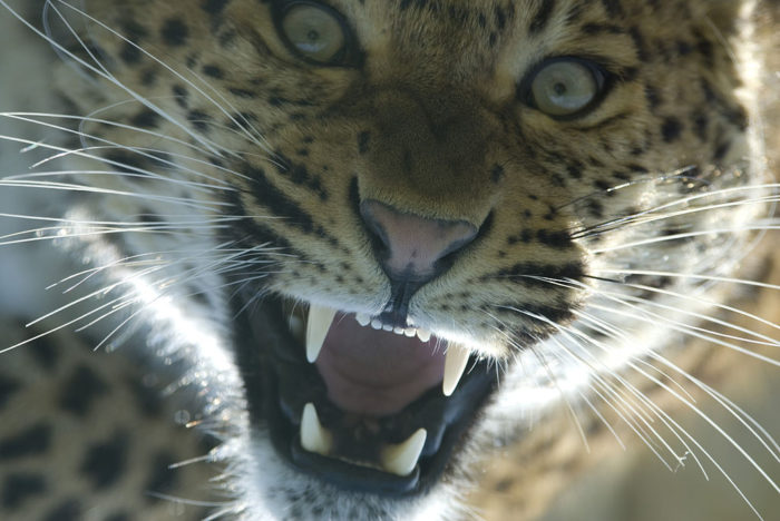 North Chinese Leopard