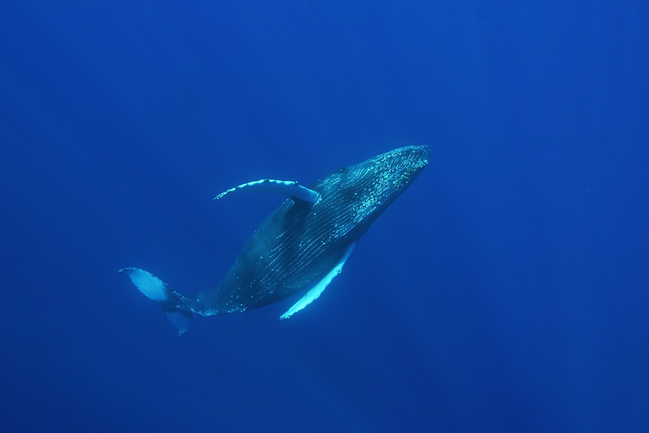 Insights from Humpback Whale Songs - Conservation Articles & Blogs - CJ