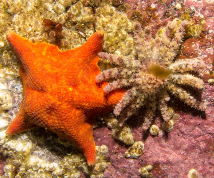 Sunflower Sea Star