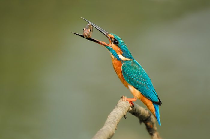 Kingfisher