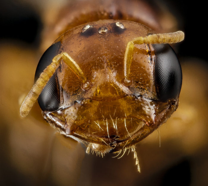 Australian Bee