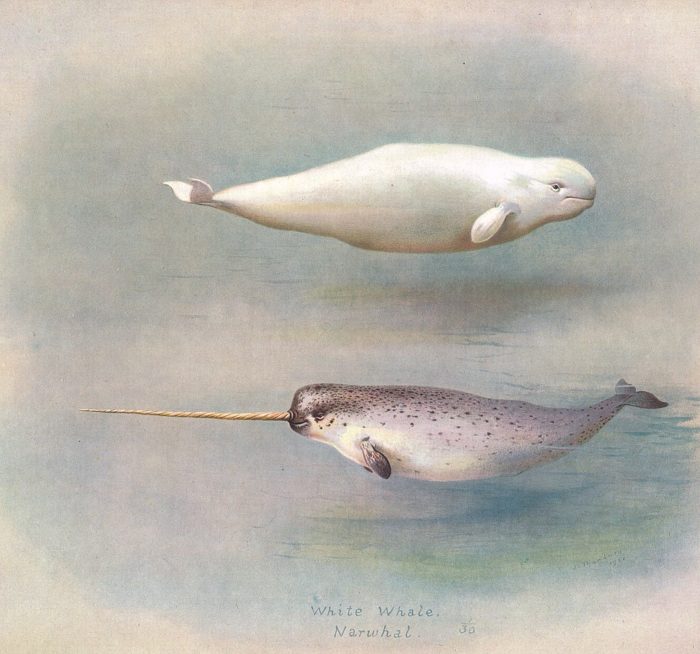 White Narwhal