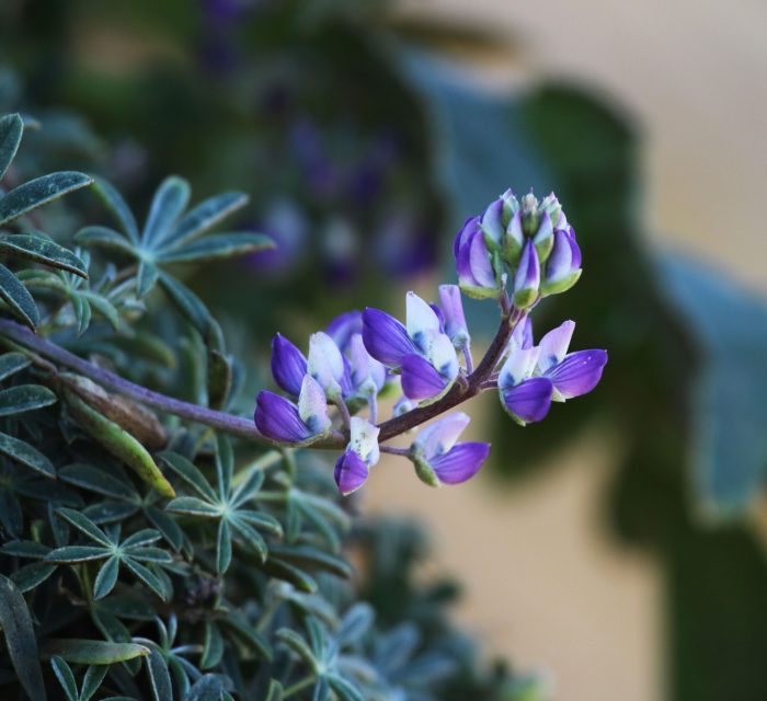 Lupinus Tidestromii